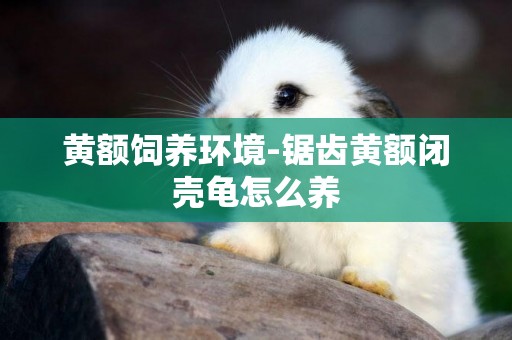 黃額飼養環境-鋸齒黃額閉殼龜怎么養