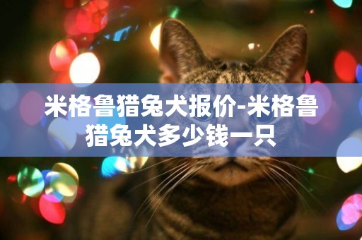 米格魯獵兔犬報價-米格魯獵兔犬多少錢一只