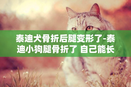 泰迪犬骨折后腿變形了-泰迪小狗腿骨折了 自己能長好嗎