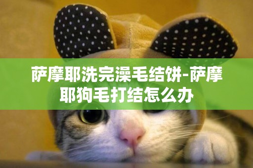 薩摩耶洗完澡毛結餅-薩摩耶狗毛打結怎么辦