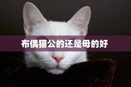 布偶貓公的還是母的好 