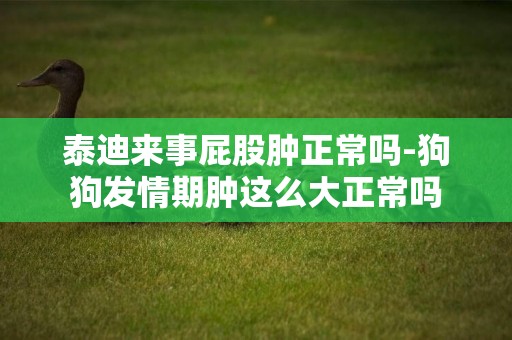 泰迪來事屁股腫正常嗎-狗狗發情期腫這么大正常嗎