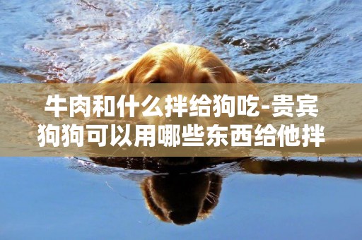 牛肉和什么拌給狗吃-貴賓狗狗可以用哪些東西給他拌著飯吃啊