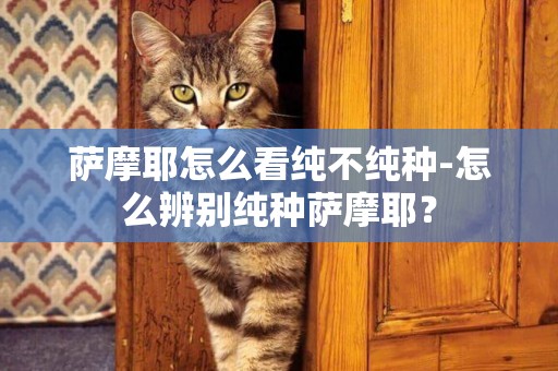 薩摩耶怎么看純不純種-怎么辨別純種薩摩耶？