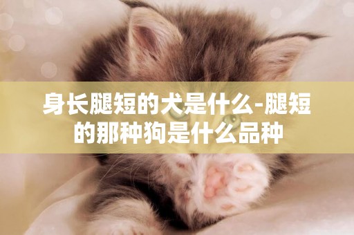 身長腿短的犬是什么-腿短的那種狗是什么品種
