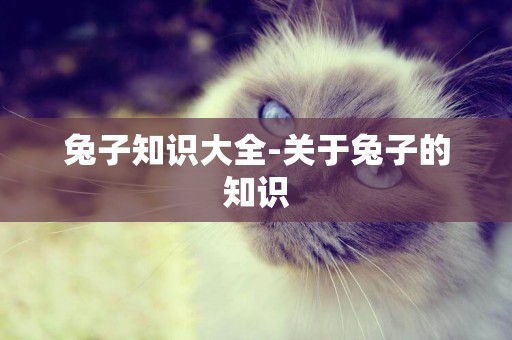 兔子知識大全-關于兔子的知識