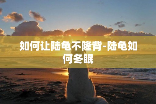 如何讓陸龜不隆背-陸龜如何冬眠
