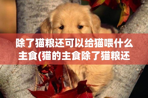 除了貓糧還可以給貓喂什么主食(貓的主食除了貓糧還可以吃什么) 