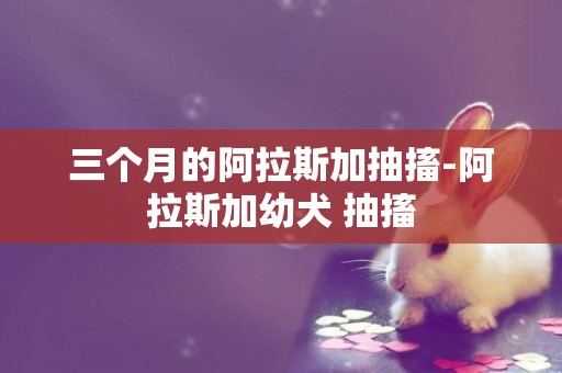 三個月的阿拉斯加抽搐-阿拉斯加幼犬 抽搐