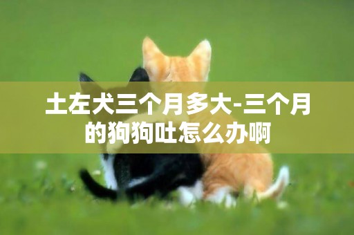土左犬三個月多大-三個月的狗狗吐怎么辦啊
