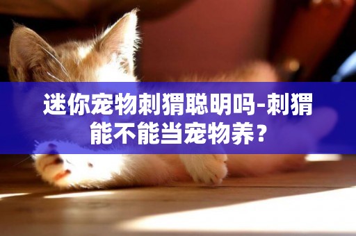 迷你寵物刺猬聰明嗎-刺猬能不能當寵物養？