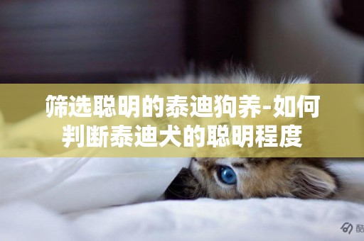 篩選聰明的泰迪狗養-如何判斷泰迪犬的聰明程度