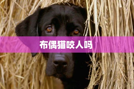 布偶貓咬人嗎 