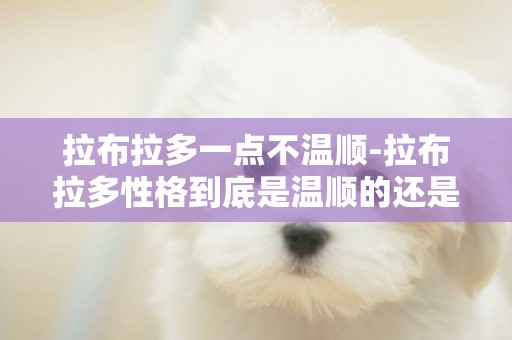 拉布拉多一點不溫順-拉布拉多性格到底是溫順的還是鬧騰的？