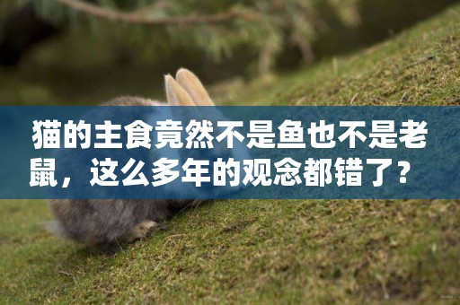 貓的主食竟然不是魚也不是老鼠，這么多年的觀念都錯了？ 