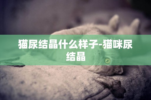貓尿結晶什么樣子-貓咪尿結晶