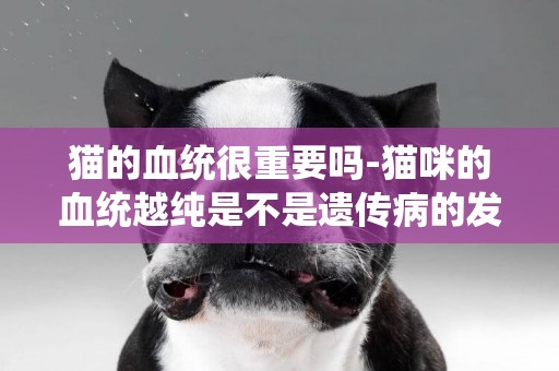 貓的血統很重要嗎-貓咪的血統越純是不是遺傳病的發病率就高？