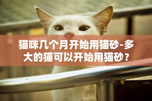 貓咪幾個月開始用貓砂-多大的貓可以開始用貓砂？