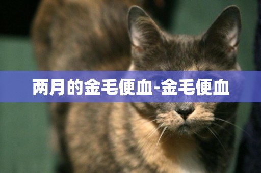 兩月的金毛便血-金毛便血