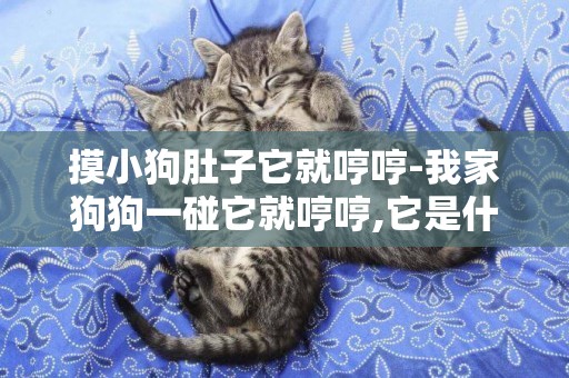 摸小狗肚子它就哼哼-我家狗狗一碰它就哼哼,它是什么意思?