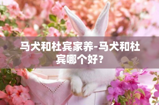 馬犬和杜賓家養-馬犬和杜賓哪個好？