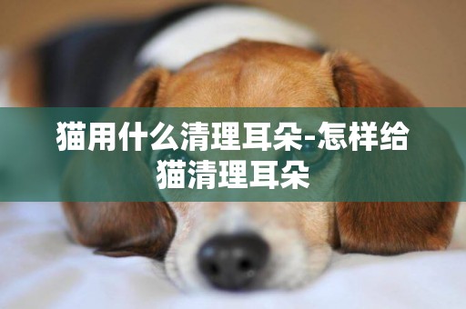貓用什么清理耳朵-怎樣給貓清理耳朵