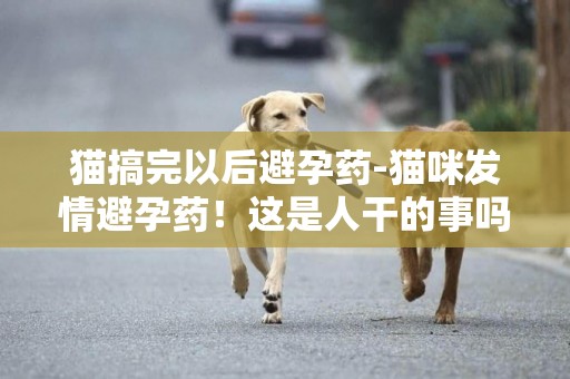 貓搞完以后避孕藥-貓咪發情避孕藥！這是人干的事嗎？貓咪發情怎么辦，你知道嗎？