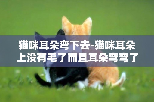 貓咪耳朵彎下去-貓咪耳朵上沒有毛了而且耳朵彎彎了是怎么回事？