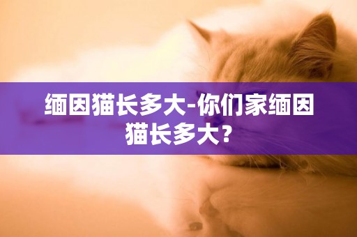 緬因貓長多大-你們家緬因貓長多大？