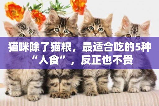 貓咪除了貓糧，最適合吃的5種“人食”，反正也不貴 