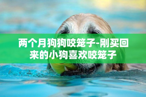 兩個月狗狗咬籠子-剛買回來的小狗喜歡咬籠子