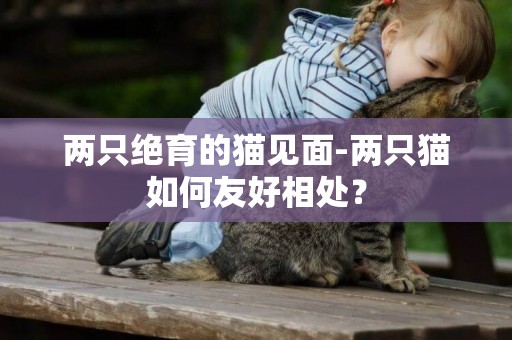 兩只絕育的貓見面-兩只貓如何友好相處？