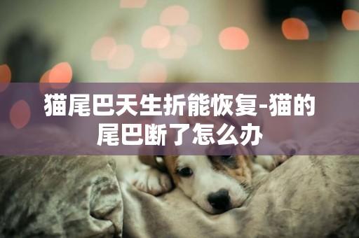 貓尾巴天生折能恢復-貓的尾巴斷了怎么辦