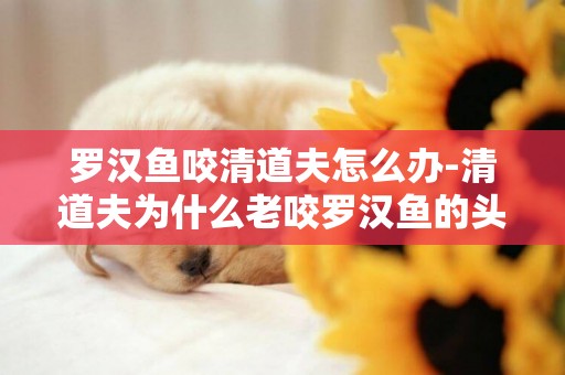 羅漢魚咬清道夫怎么辦-清道夫為什么老咬羅漢魚的頭