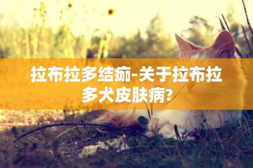 拉布拉多結痂-關于拉布拉多犬皮膚病?