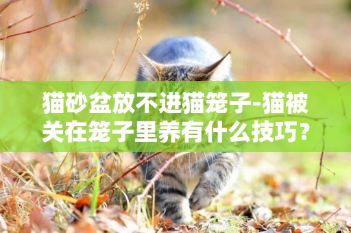 貓砂盆放不進貓籠子-貓被關在籠子里養有什么技巧？