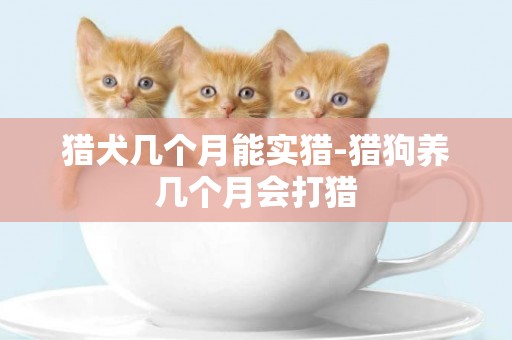 獵犬幾個月能實獵-獵狗養幾個月會打獵