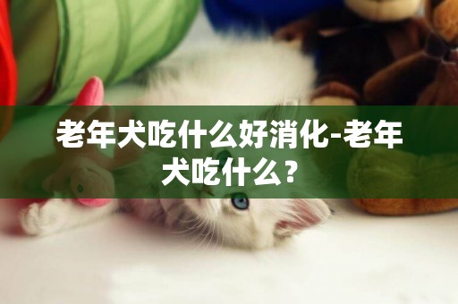 老年犬吃什么好消化-老年犬吃什么？