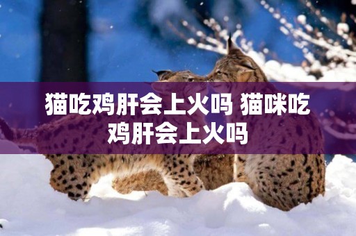 貓吃雞肝會上火嗎 貓咪吃雞肝會上火嗎