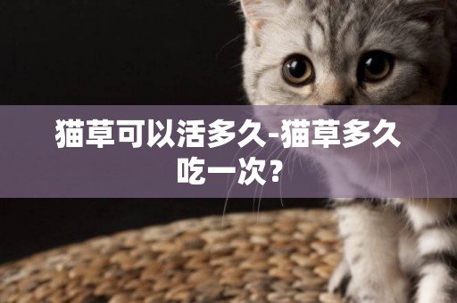 貓草可以活多久-貓草多久吃一次？