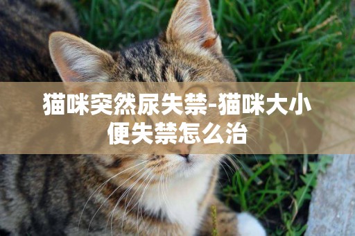 貓咪突然尿失禁-貓咪大小便失禁怎么治