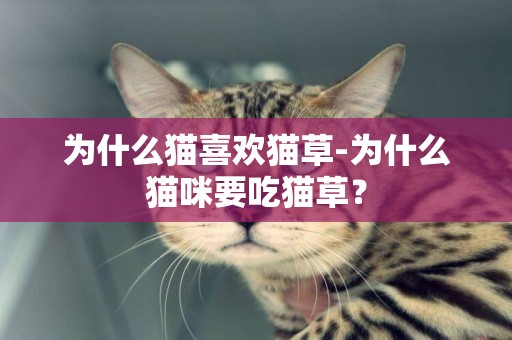 為什么貓喜歡貓草-為什么貓咪要吃貓草？