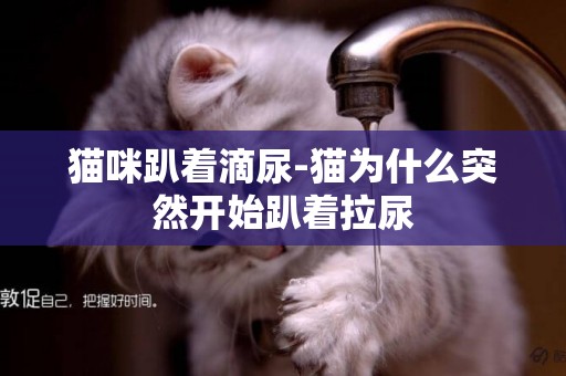 貓咪趴著滴尿-貓為什么突然開始趴著拉尿