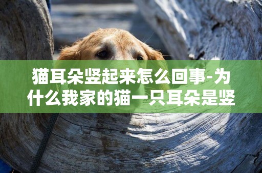 貓耳朵豎起來怎么回事-為什么我家的貓一只耳朵是豎起來的一只卻是卷的