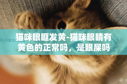 貓咪眼眶發黃-貓咪眼睛有黃色的正常嗎，是眼屎嗎