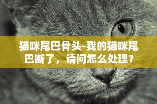 貓咪尾巴骨頭-我的貓咪尾巴斷了，請問怎么處理？