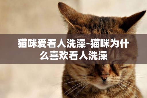 貓咪愛看人洗澡-貓咪為什么喜歡看人洗澡