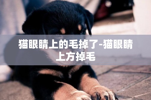 貓眼睛上的毛掉了-貓眼睛上方掉毛