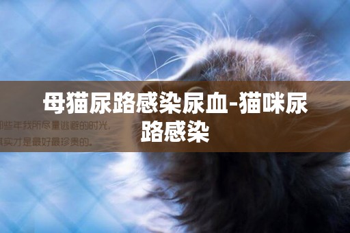 母貓尿路感染尿血-貓咪尿路感染