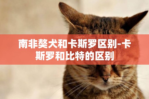 南非獒犬和卡斯羅區別-卡斯羅和比特的區別